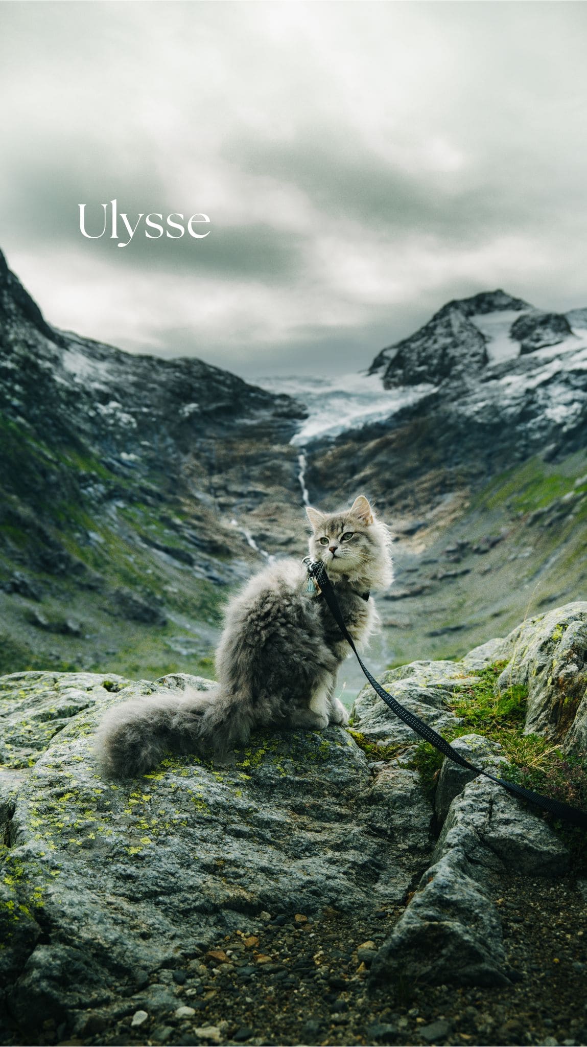 Ulysse, le chat, assis sur un rocher en montagne